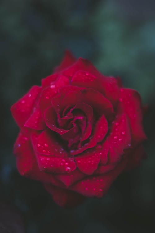 Rose DP - image 3