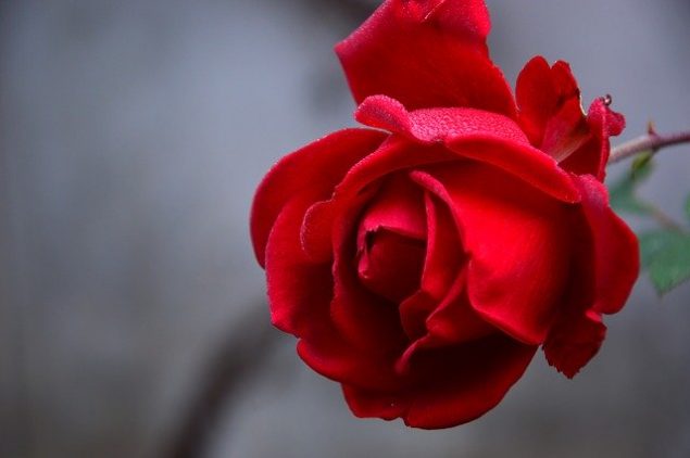 Rose DP - image 9