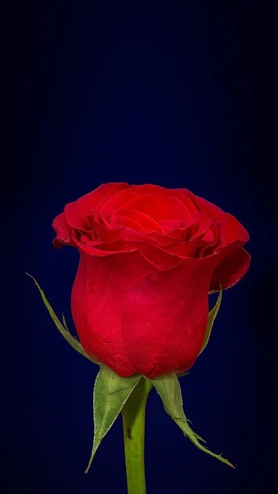 Rose DP - image 10
